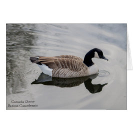 Canada Goose Animal Art Wenskaart