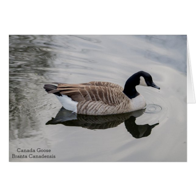 Canada Goose Animal Art Wenskaart (Voorkant Horizontaal)