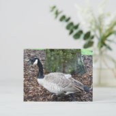 Canada Goose Ansichtkaart Briefkaart (Staand voorkant)