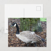 Canada Goose Ansichtkaart Briefkaart (Voorkant / Achterkant)