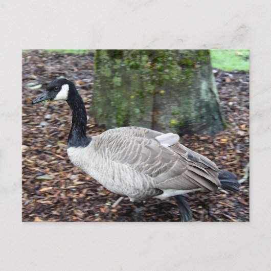 Canada Goose Ansichtkaart Briefkaart (Voorkant)