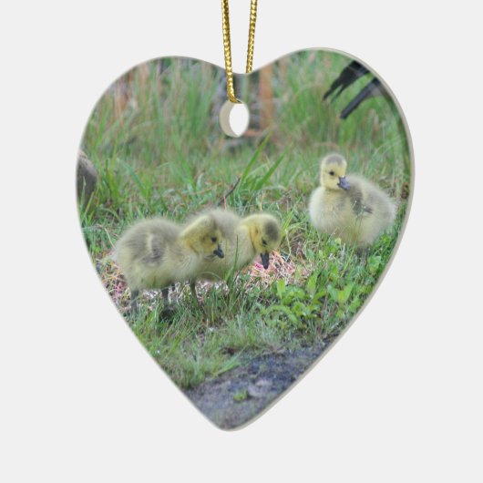 Canada Goose Babies 2 Animal Ornament (Links)