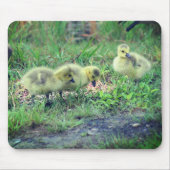 Canada Goose Babies Natuur Muismat (Voorkant)