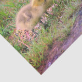 Canada Goose Babies Wildlife - ontkoppeling Tissuepapier (Detail)