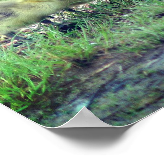 Canada Goose Babies Wildlife Poster (Hoek)