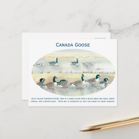  Canada Goose Bird Art Waterverf Briefkaart (Voorkant / Achterkant in situ)