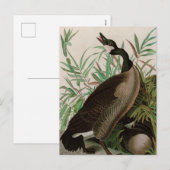 Canada Goose Birds of America Audubon Print Feestdagenkaart (Voorkant / Achterkant)
