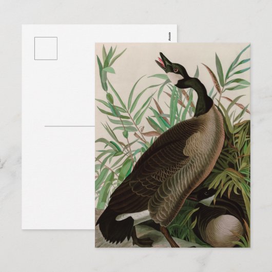 Canada Goose Birds of America Audubon Print Feestdagenkaart (Voorkant / Achterkant)
