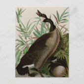 Canada Goose Birds of America Audubon Print Feestdagenkaart (Voorkant)