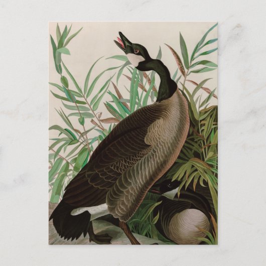 Canada Goose Birds of America Audubon Print Feestdagenkaart (Voorkant)