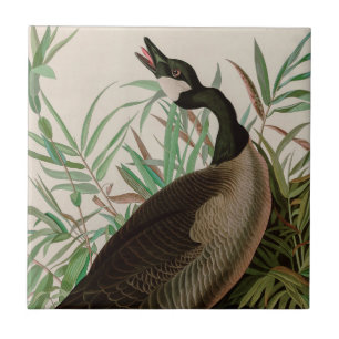 Canada Goose Birds of America Audubon Print Tegeltje