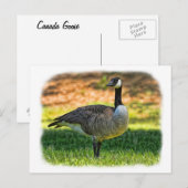 CANADA GOOSE BRIEFKAART (Voorkant / Achterkant)