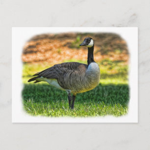 CANADA GOOSE BRIEFKAART