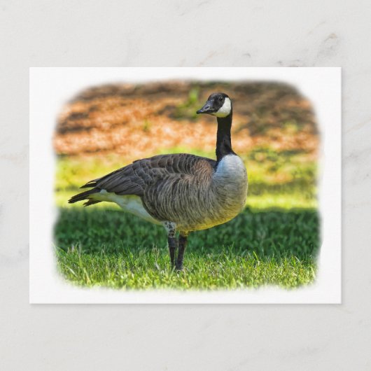 CANADA GOOSE BRIEFKAART (Voorkant)
