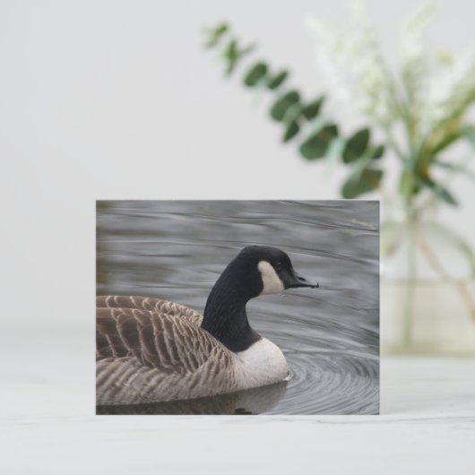 Canada Goose Briefkaart (Staand voorkant)