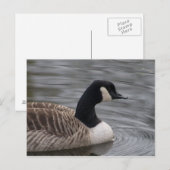 Canada Goose Briefkaart (Voorkant / Achterkant)