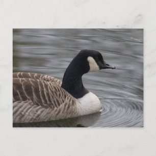 Canada Goose Briefkaart