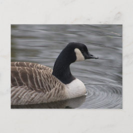 Canada Goose Briefkaart
