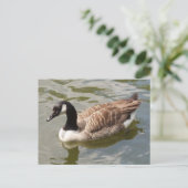 Canada Goose Briefkaart (Staand voorkant)