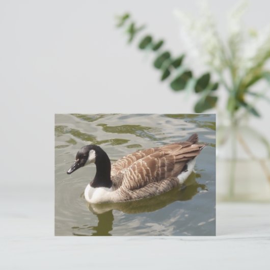 Canada Goose Briefkaart (Staand voorkant)