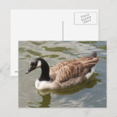 Canada Goose Briefkaart (Voorkant / Achterkant)