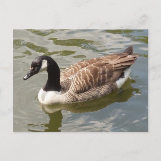 Canada Goose Briefkaart (Voorkant)