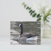 Canada Goose Briefkaart (Staand voorkant)
