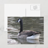 Canada Goose Briefkaart (Voorkant / Achterkant)