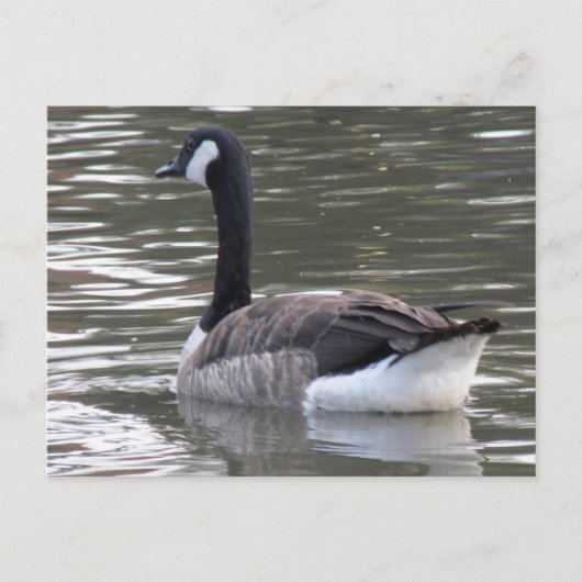 Canada Goose Briefkaart (Voorkant)