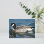 Canada Goose Briefkaart (Staand voorkant)