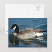 Canada Goose Briefkaart (Voorkant / Achterkant)