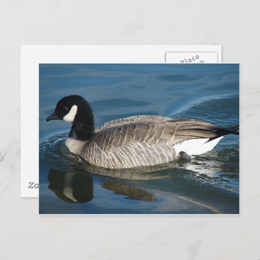 Canada Goose Briefkaart (Voorkant / Achterkant)