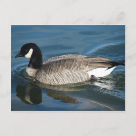 Canada Goose Briefkaart