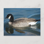 Canada Goose Briefkaart (Voorkant)