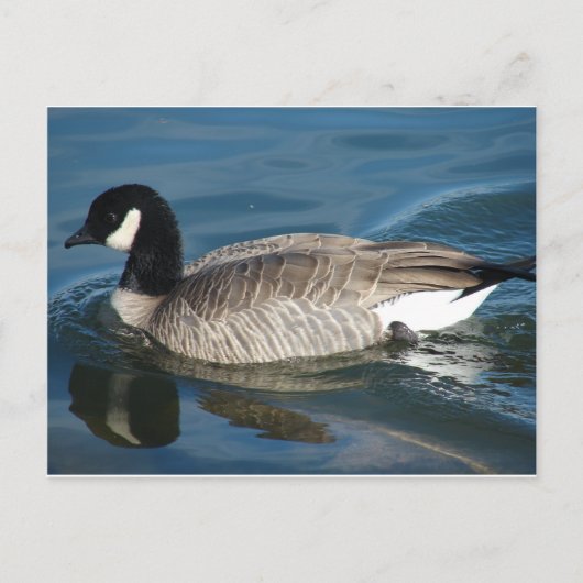 Canada Goose Briefkaart (Voorkant)