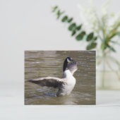 Canada Goose Briefkaart (Staand voorkant)