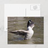 Canada Goose Briefkaart (Voorkant / Achterkant)