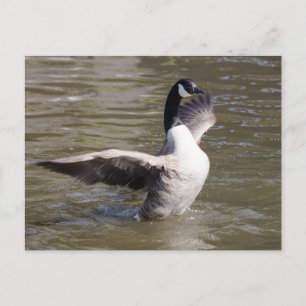 Canada Goose Briefkaart