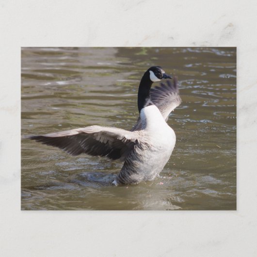 Canada Goose Briefkaart (Voorkant)