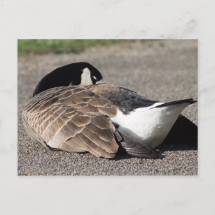Canada Goose Briefkaart