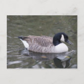 Canada Goose Briefkaart (Voorkant)