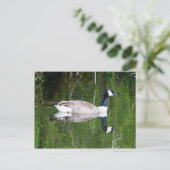 Canada Goose Briefkaart (Staand voorkant)