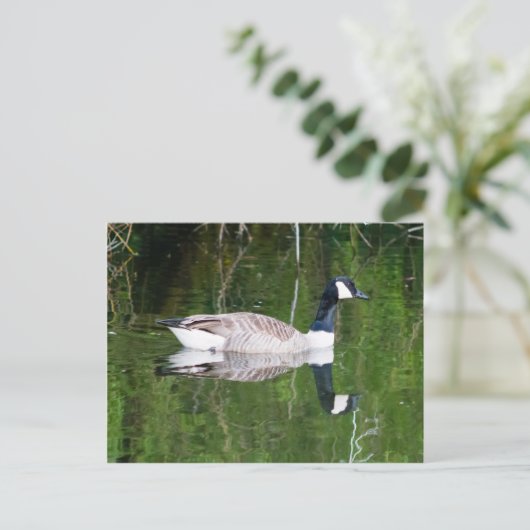 Canada Goose Briefkaart (Staand voorkant)