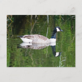 Canada Goose Briefkaart