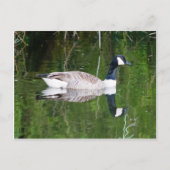 Canada Goose Briefkaart (Voorkant)