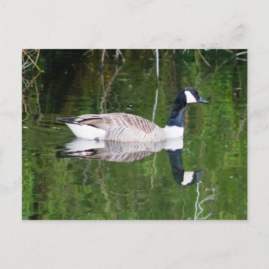 Canada Goose Briefkaart (Voorkant)