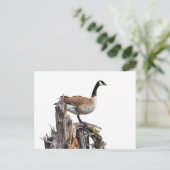 CANADA GOOSE BRIEFKAART (Staand voorkant)