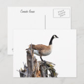 CANADA GOOSE BRIEFKAART (Voorkant / Achterkant)