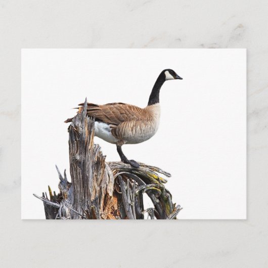 CANADA GOOSE BRIEFKAART (Voorkant)