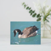 Canada Goose Briefkaart (Staand voorkant)